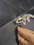 Захарни катерички, снимка 1