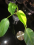 Philodendron Jose Buono , снимка 1 - Стайни растения - 44640540