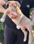 Американско Були Хл/American Bully XL , снимка 5