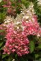 3 вида Хортензия paniculata - червена бяла и розова, снимка 4