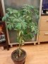 Шефлера стайно растение, снимка 1 - Стайни растения - 31155155