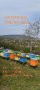 Натурален пчелен мед!, снимка 1 - Пчелни продукти - 42147941