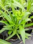 Олеандър (зокум, лян) , снимка 7