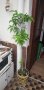 Мандарина(корен) , снимка 1 - Стайни растения - 14936745