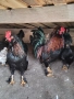Струмски бантам петли, снимка 2