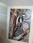 стари немски книги по зоология   10/1, снимка 10