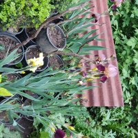 Красиви пролетни цветя-корда/перуника/ирис/германика, снимка 2 - Градински цветя и растения - 40875276