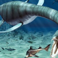 Фосилен зъб на Плезиозавър Zafarasaura Oceanis - Късна Креда (66 - 105.5 Ма), снимка 5 - Колекции - 37432701