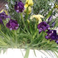 Продавам цветя Ириси, ниски, жълти и тъмно сини, снимка 9 - Разсади - 36896575