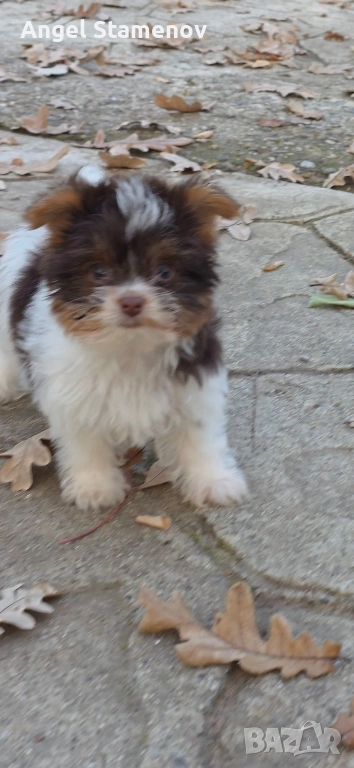 Йорки,супер мини биро шоколадови момиченца!, снимка 1