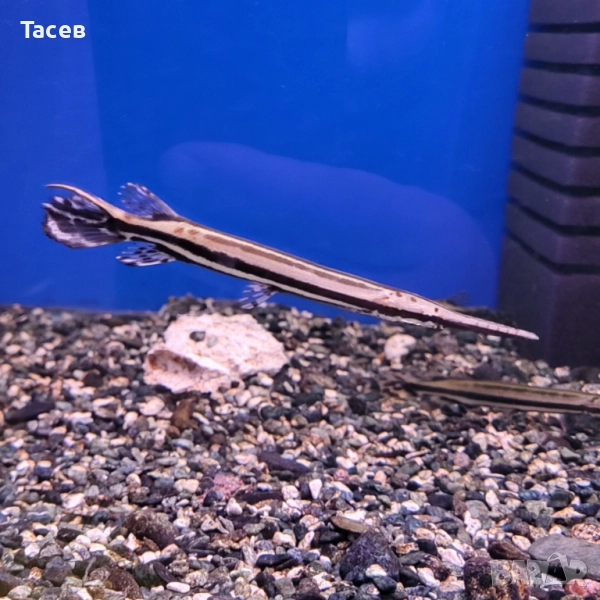 Спотет гар 10см, снимка 1