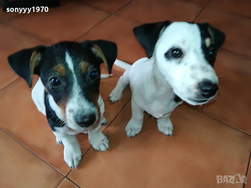 ДЖАК-МОМИЧЕ 6 МЕСЕЦА 0305221616, снимка 1