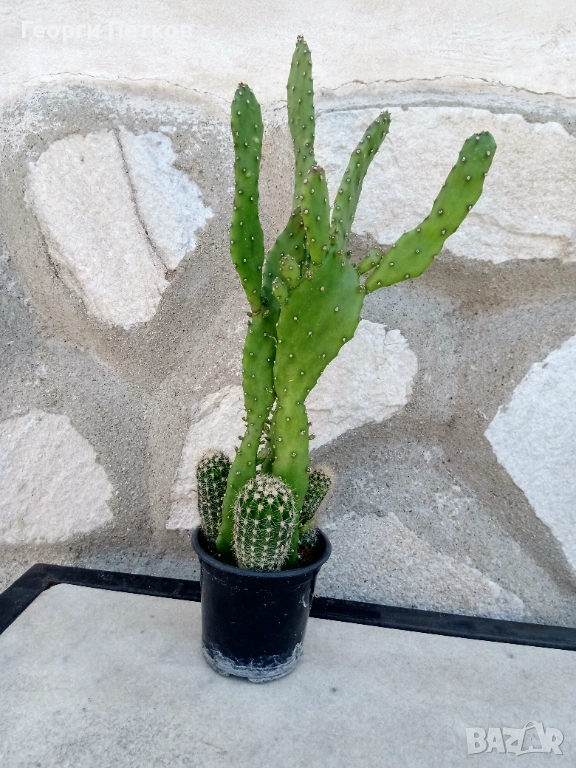 Кактуси в саксийка., снимка 1