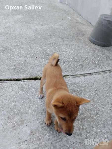 3 месечно женско 400 лв., снимка 1