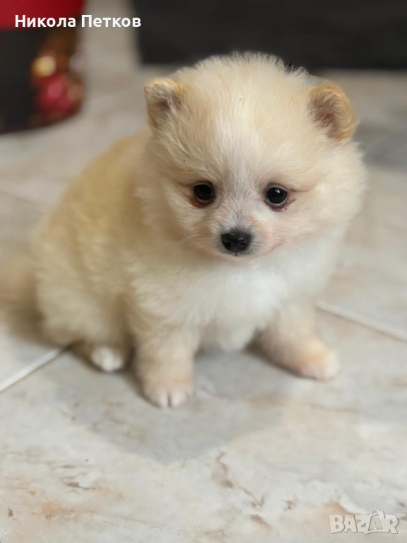 Померан мини , снимка 1