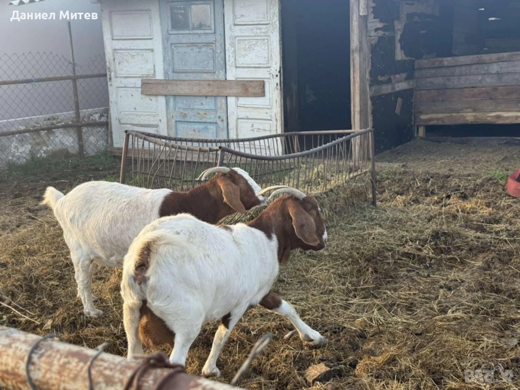 женски кози боер, снимка 1