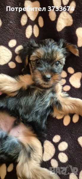 йоркширски териер , снимка 1