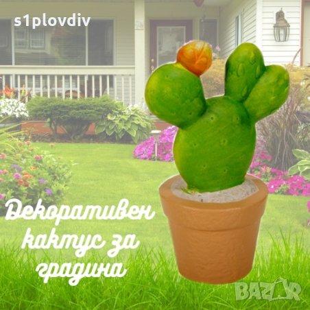 Кактус декоративен, снимка 1