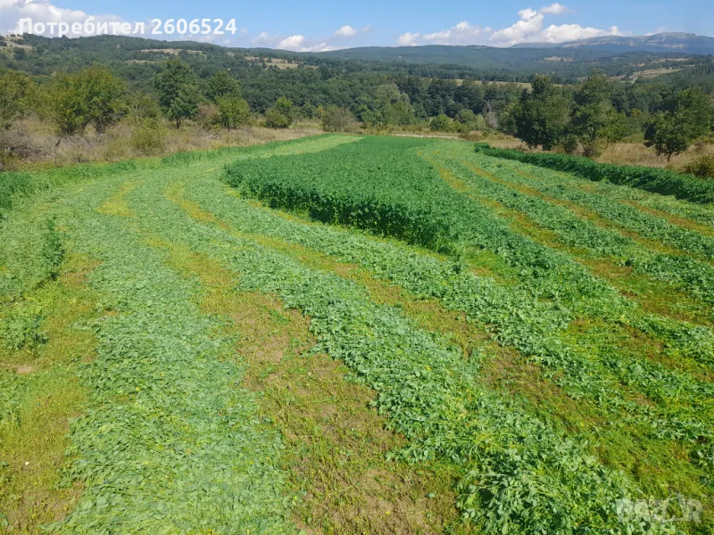 Купувам и наемам земеделска земя в гр.Стелча, снимка 1