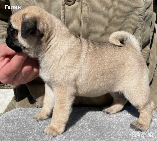 Мопс с родословие , снимка 1