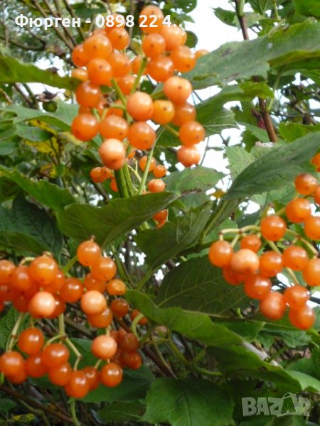 Жълта калина(viburnum opulus xanthocarpum), снимка 1