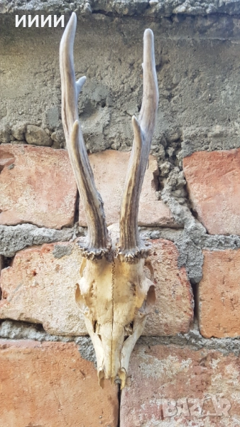 Ловен трофей Сръндак , снимка 1