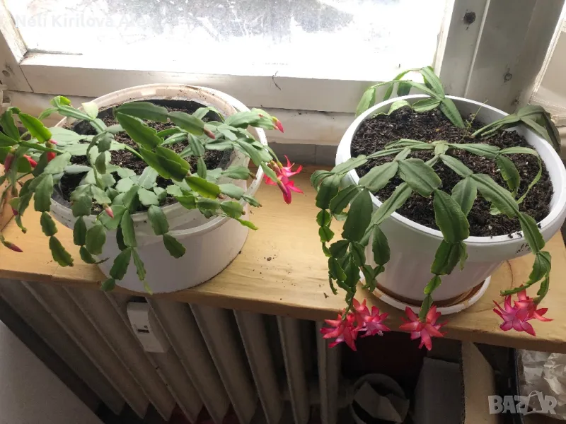 Коледарчета цъфтящи, снимка 1