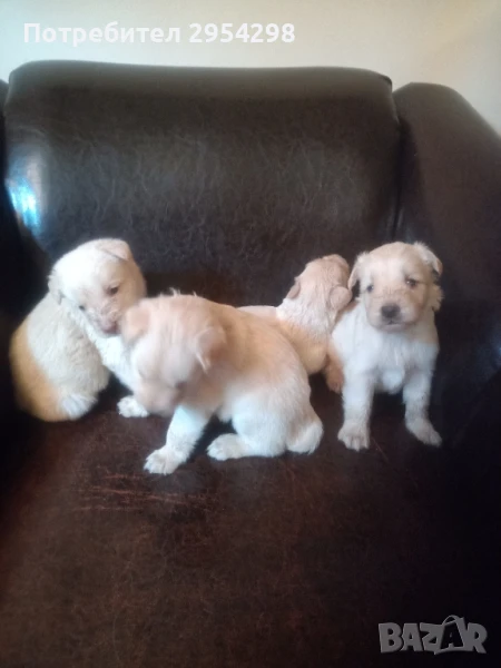 Подарявам кученца , снимка 1