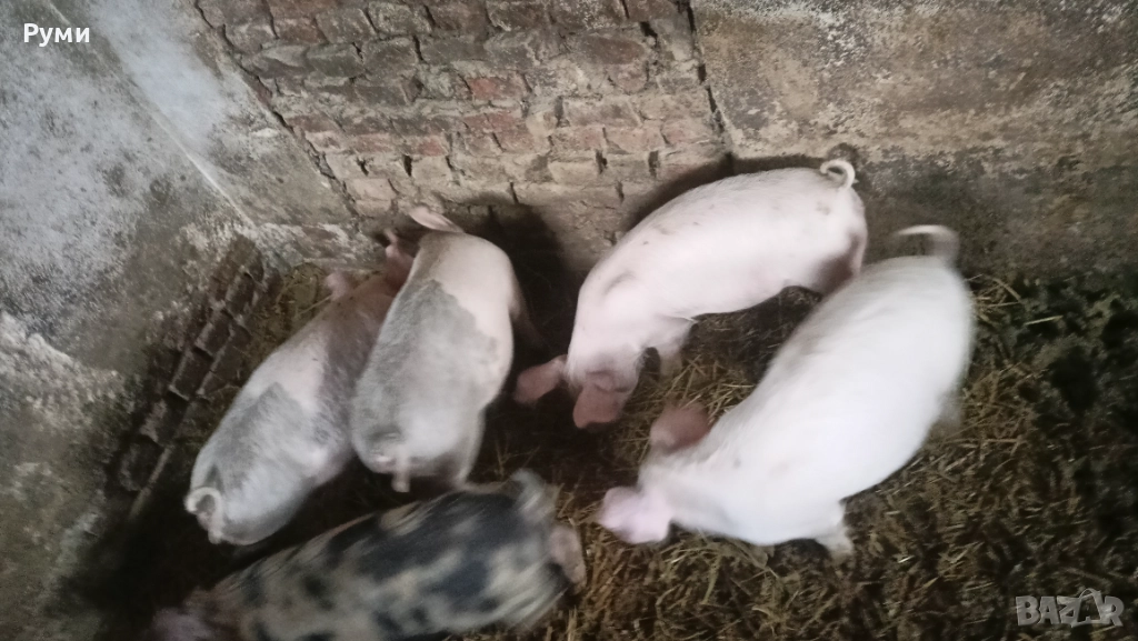 Продавам прасенца 30-35кг, снимка 1