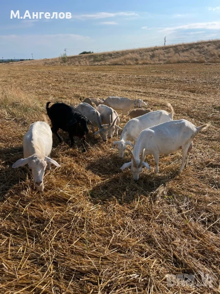 Кози, снимка 1