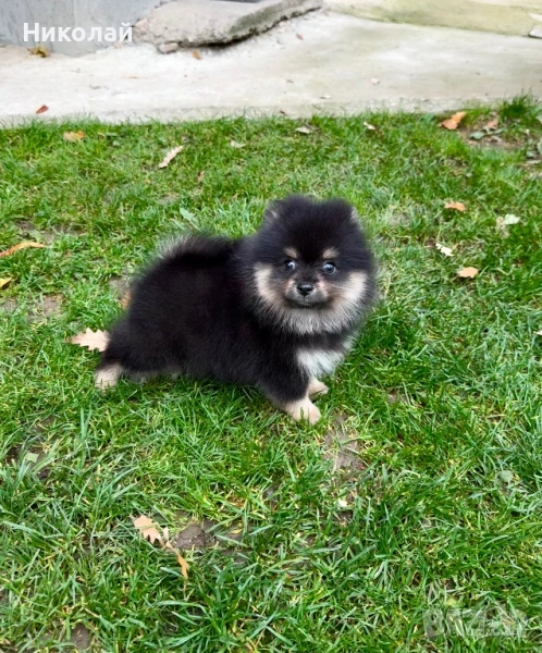 Померан момче със втора ваксина, снимка 1