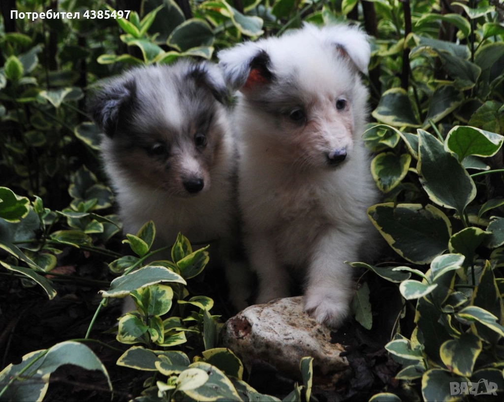 Кученца Шелти женски, снимка 1