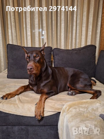 Мъжки Доберман за разплод, снимка 5 - Търси партньор - 50466810