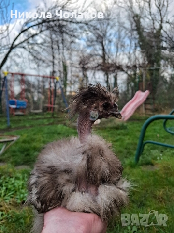 Американски копринки , снимка 3 - Кокошки и пуйки - 52953743