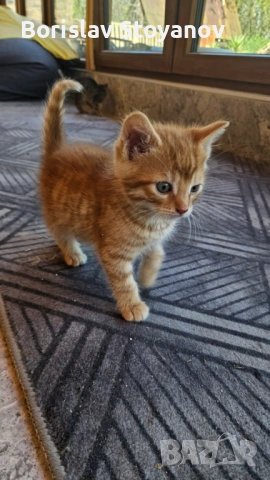 Подаряваме прекрасни малки котенца, снимка 6 - Други - 54322334