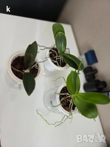 4 мини орхидеи без цвят