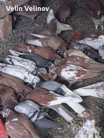 Промоцията свърши. Английски типлери. , снимка 6 - Гълъби - 49562099