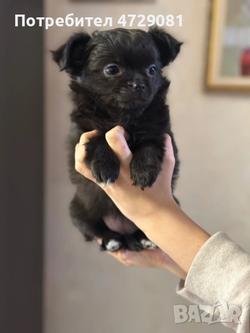 Чистокръвно дългокосместо чухуахуа