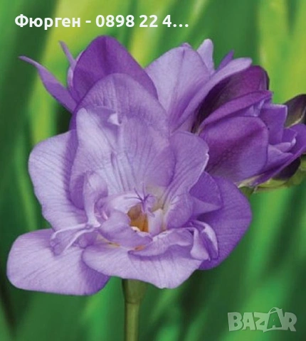 Луковици Фрезия – фракция 5/6, снимка 4 - Разсади - 53127199