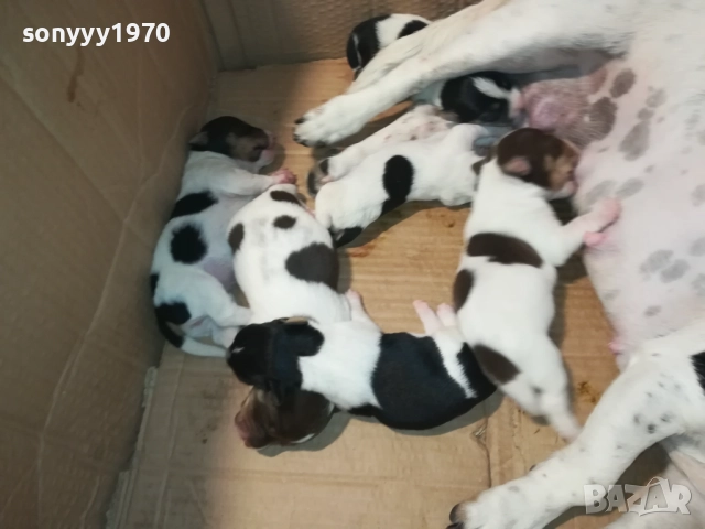 ДЖАК РЪСЕЛ 250ЛВ ЗА КУТРЕ 2008251933, снимка 13 - Джак ръсел териер - 51433966