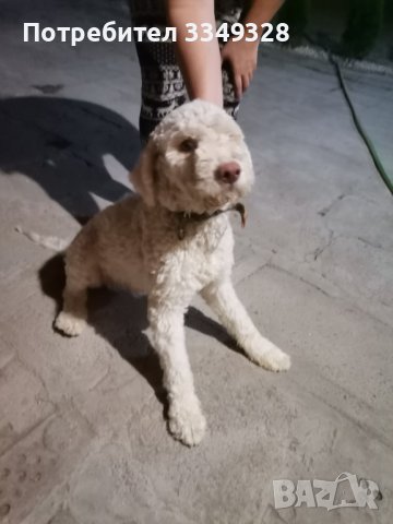 кучета за трюфели, снимка 4 - Други - 42407447