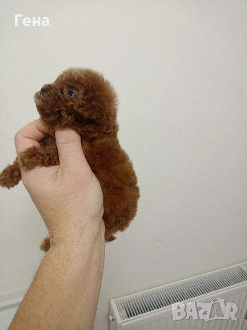 тийкъп женско пуделче , снимка 3 - Пудели - 53066478