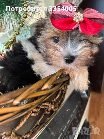 Мини йорки бивър , снимка 3 - Йоркширски териер - 52936518