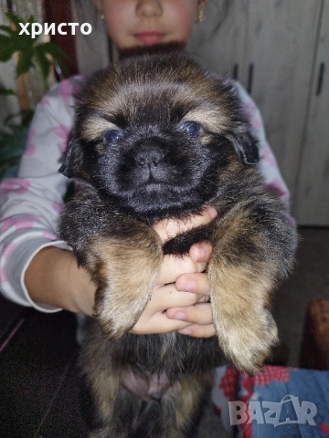 Чистокръвни Пекинези!!, снимка 2 - Пекинез - 52438303