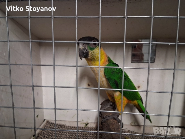 Чернотеменен Амазонек-Кайка, снимка 7 - Папагали - 52551964