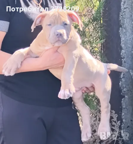Американско Були Хл/American Bully XL , снимка 8 - Питбул - 55891222