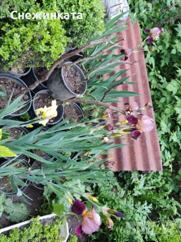 Красиви пролетни цветя-корда/перуника/ирис/германика, снимка 2 - Градински цветя и растения - 40875276