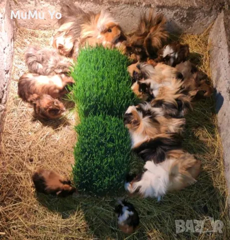 Морски свинчета , снимка 6 - Морски свинчета - 47800489