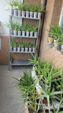 Разсад от алое