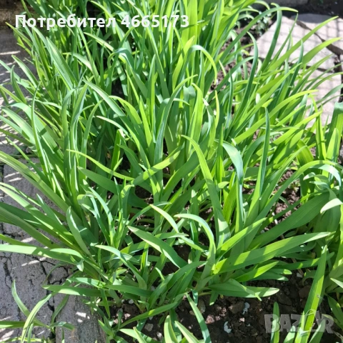 Хеморокалис  Градинско Цвете, снимка 4 - Градински цветя и растения - 54110783